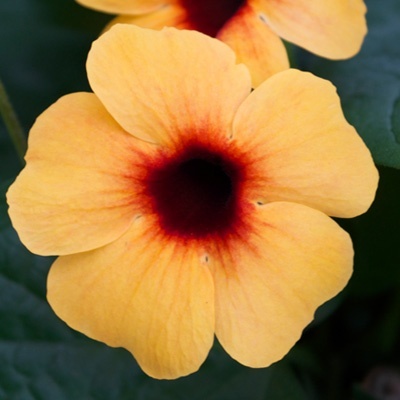 suzanne-met-de-mooie-ogen-thunbergia-alata-sunny-susy-terracottahenk
