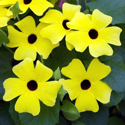 suzanne-met-de-mooie-ogen-thunbergia-alata-sunny-susy-yellow-dark-eyehenk