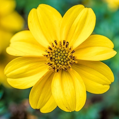 tandzaad-bidens-ferulifolia-port-royals