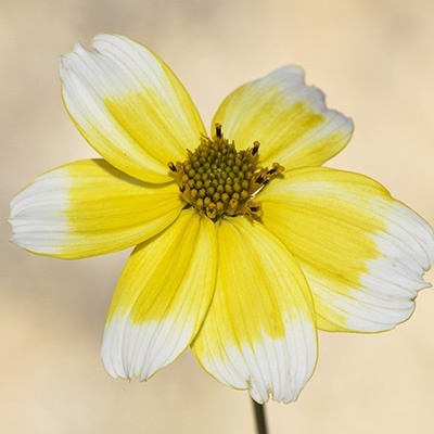 tandzaad-bidens-ferulifolia-taka-tuka-s-white--yellows