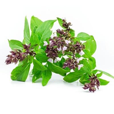 thaise-basilicum--zoete-basilicum-ocium-basilicum-siam-queen