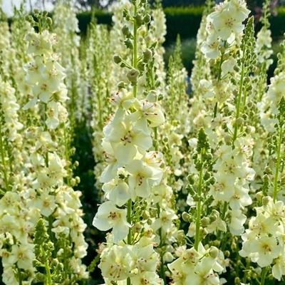 toorts-verbascum-phoeniceum-chantilly