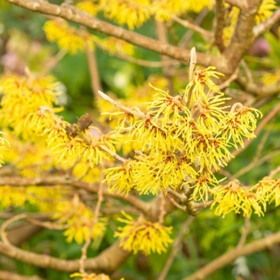 toverhazelaar-hamamelis-intermedia-arnold-promise