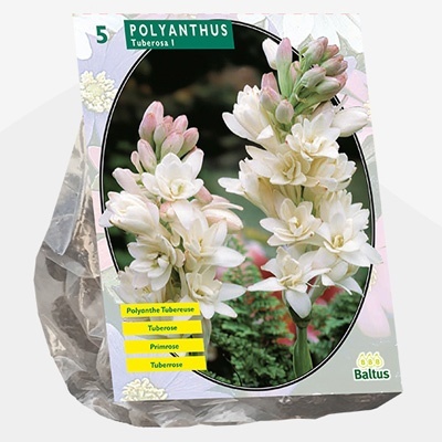 tuberoos_polyanthus-tuberosa-per-5