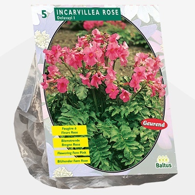 tuingloxinia_incarvillea-delavayi-roze-per-5