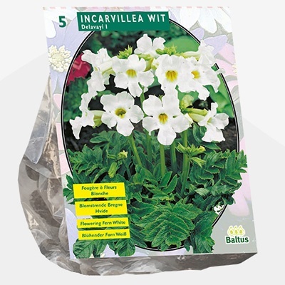 tuingloxinia_incarvillea-delavayi-wit-per-5