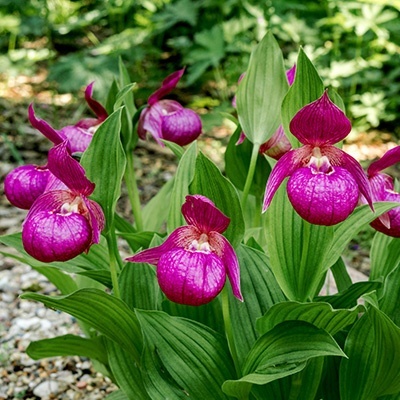 tuinorchidee-venusschoentje-cypripedium-pink
