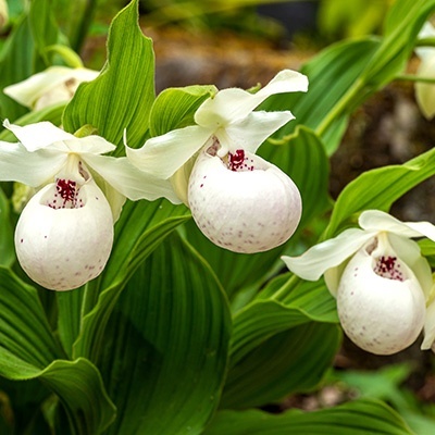 tuinorchidee-venusschoentje-cypripedium-white