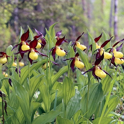tuinorchidee-venusschoentje-cypripedium-yellow