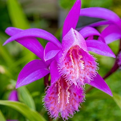 tuinorchidee_tibetorchidee-pleione-formosana2