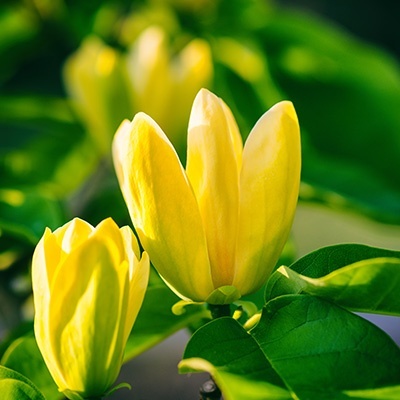 tulpenboom-magnolia-x-yellow-bird
