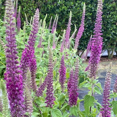 valse-salie-teucrium-hyrcanicum-paradise-delight