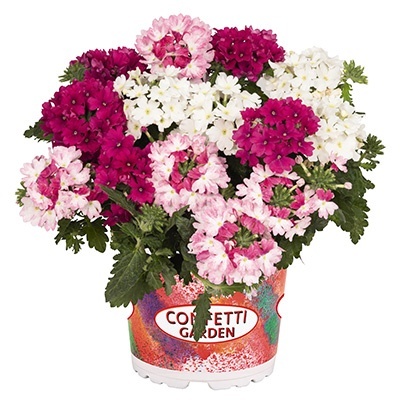 verbena-mix-confetti-garden-lindo-wicked-girly