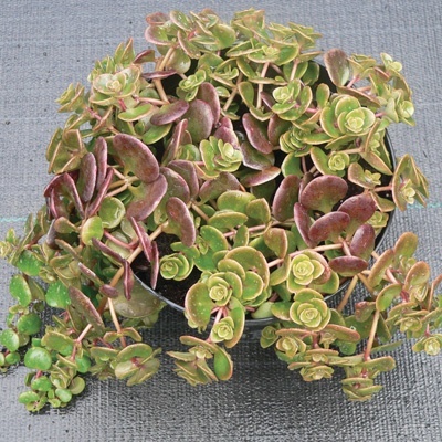 vetkruid-sedum-makinoi-sedum-makinoi-yellow