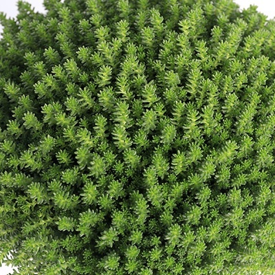 vetkruid-sedum-sexangulare