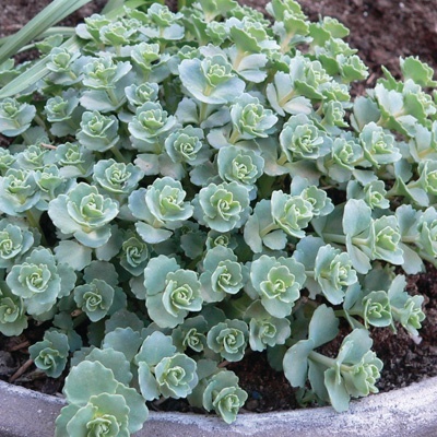 vetkruid-sedum-sieboldii