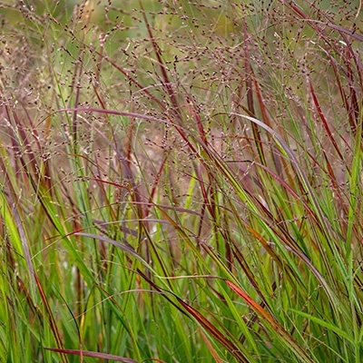 vingergras-panicum-virgatum-hanse-hermss