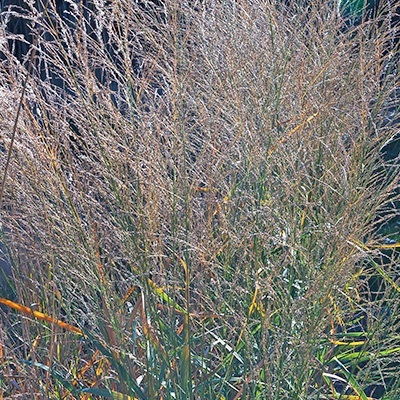 vingergras_panicum-virgatum-prairie-sky