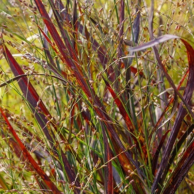vingergras_panicum-virgatum-rotstrahlenbush