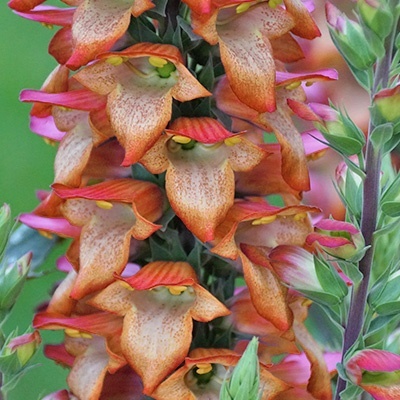 vingerhoedskruid-digiplexis-firecracker-euapaf