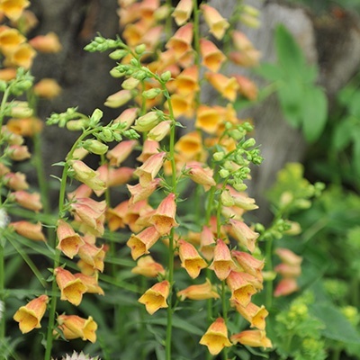vingerhoedskruid-digitalis-grandiflora-x-obscura-goldcrest