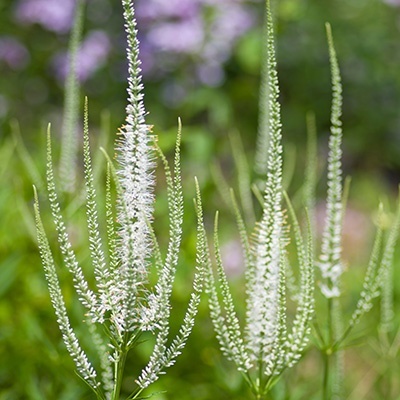 virginische_ereprijs_veronicastrum-virg-album