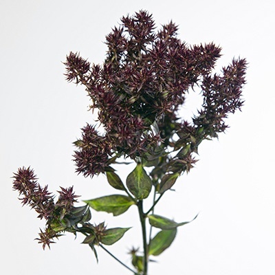 vlambloem-phlox-paniculata-blind-lion