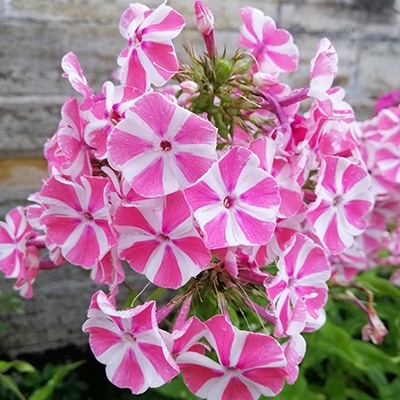 vlambloem-phlox-paniculata-peppermint