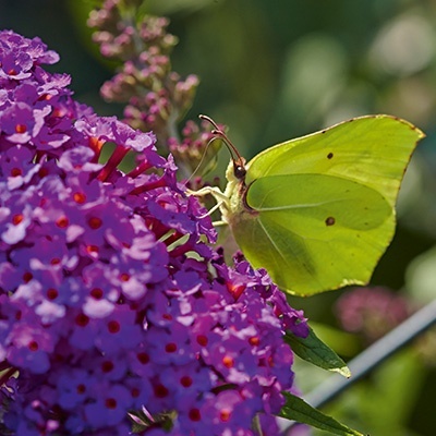 vlinderstruik-mini-buddleja-cultivars-summer-bird-compact-purplevolmary