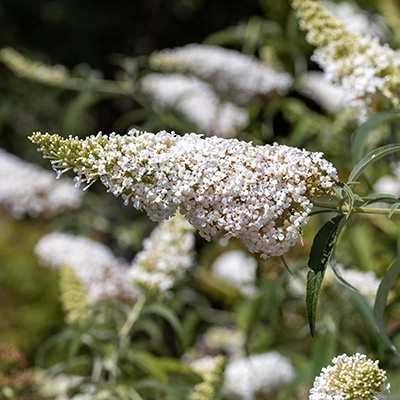 vlinderstruik-mini-buddleja-cultivars-summer-bird-whites