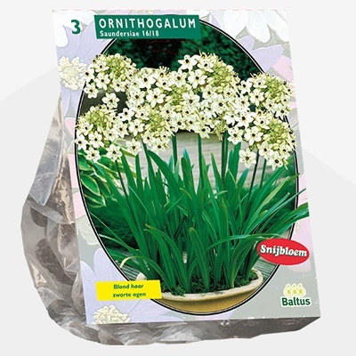 vogelmelk_ornithogalum-saundersiae-per-3