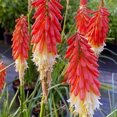 vuurpijl-kniphofia-amazing-fun