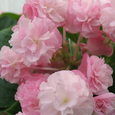 waterbegonia-begonia-x-semperflorens-paso-doble-candy-pinks