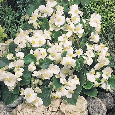 waterbegonia_begonia-semperflorens-juwel-f1-white