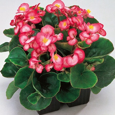 waterbegonia_begonia-semperflorens-quick-f1-bicolour