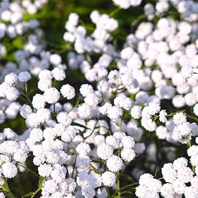 wilde-bertram-achillea-ptarmica-peter-cottontail_pbr