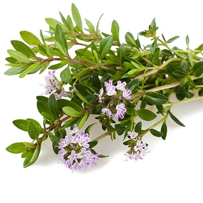 winterbonekruid-satureja-montana