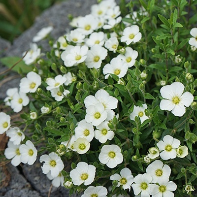 zandkruid-arenaria-montana-blizzard-compacts