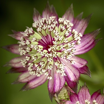 zeeuws-knoopje-astrantia-major-rubra