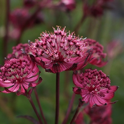 zeeuws-knoopje-astrantia-major-sparkling-stars-red