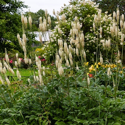 zilverkaars-actaea-simplex-white-pearl