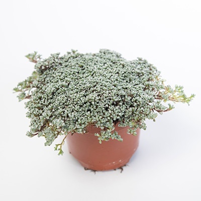 zilverkussen_raoulia-hookeri-laxa