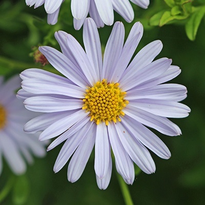 zomeraster-kalimeris-incisa-blue-star