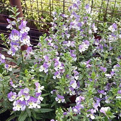 zomerleeuwenbek-angelonia-x-gardneri-adessa-blue-bicolors