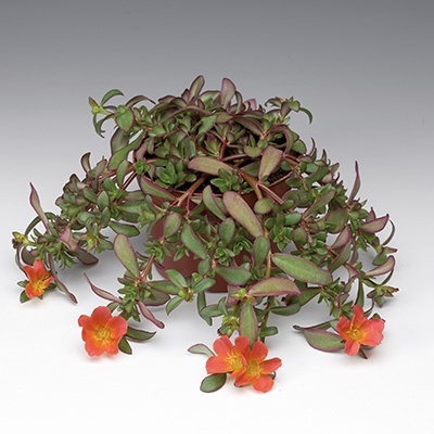 zomerpostelein-portulaca-umbraticola-lava-red