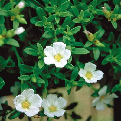 zomerpostelein-portulaca-umbraticola-lava-white