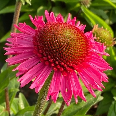 zonnehoed-echinacea-purpurea-delicious-candy