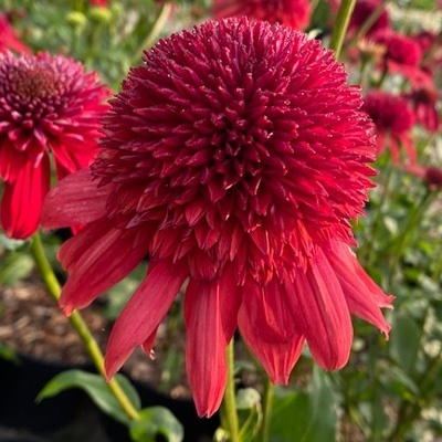zonnehoed-echinacea-purpurea-eccentric