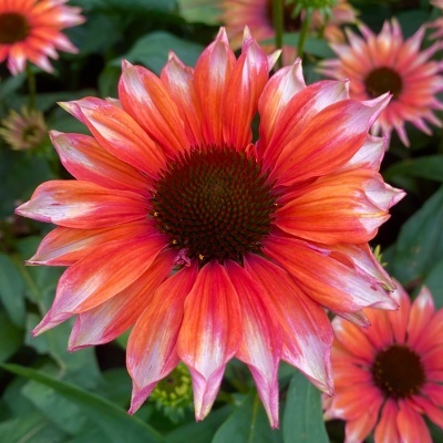 zonnehoed-echinacea-purpurea-fine-feathered-flamingoz