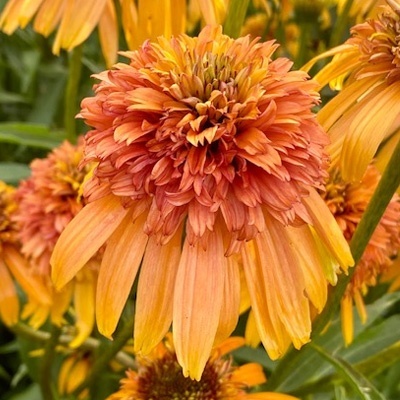 zonnehoed-echinacea-purpurea-marmalade